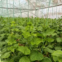 باسلام آب و زمین کشاورزی فروشی|فروش زمین و ملک کلنگی|راین, |دیوار