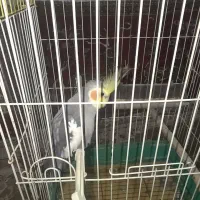 عروس هلندی