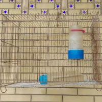 قفس پرنده|لوازم جانبی حیوانات|شیراز, گلشن|دیوار