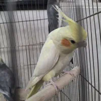 عروس هلندی خونگی