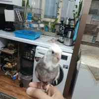 عروس هلندی نر و شیطون