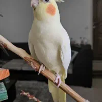 ۷ از عروس هلندی