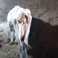 گاوو گوساله نر دوباره آبستن