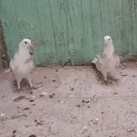 ۸عدد کبوتر پرشی و مایه کفتر از نژاد شازده و طوقی