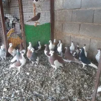 کبوتر خوشرنگ .در گویم .گو دگویم آفتاب ۲|پرنده|شیراز, شهرک قمشه|دیوار