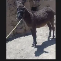 الاغ نر