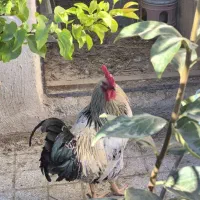 فروش مرغ و خروس