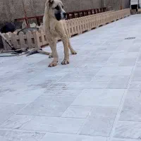 نر سه و نیم ماهه خراسانی نامبر وان