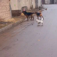 سگ ژرمن نر و ماده|سگ|اردبیل, |دیوار