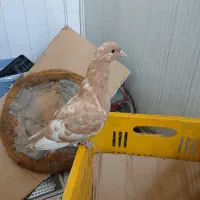 کفتر فروشی. 150000