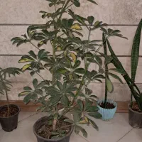 گل و گیاه شفلرا