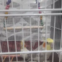 عروس هلندی|پرنده|مبارکه, |دیوار