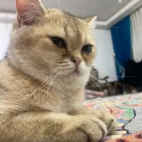 گربه بریتیش گولد