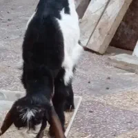 بیگ خوراک خور