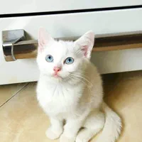 بچه گربه بیریتیش سفید چشم آبی