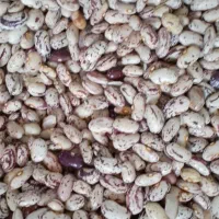 همه محصولات ارگانیک و به شرط پزا و تمیز میباشد