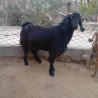 به فروش میرسد