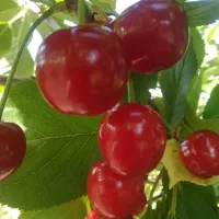 البالو مجار درشت روی درخت یکجا وگذار می شود