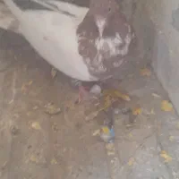 ۴ تا کفتر|پرنده|قائن, |دیوار