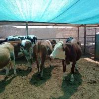 فروش گوساله  ماده