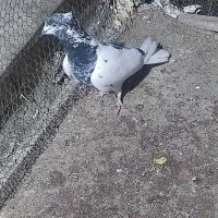 نر کله سبز. پرشی  برای جوجه کشی