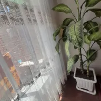 گل دیفین باخیا|گل و گیاه طبیعی|اردبیل, |دیوار
