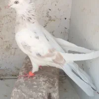 معاوضه جوجه شازده سرور|پرنده|قم, یزدانشهر|دیوار