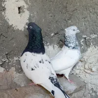 کبوتر|پرنده|مشهد, آبکوه|دیوار