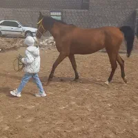 اسب کوهستان جعفری