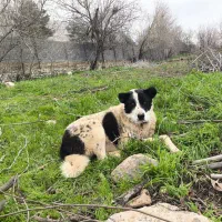 یه قلاده سگ گله