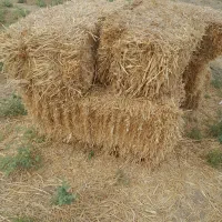 کاه گندم. گاو و گوسفند وپرورش دهندگان قارچ