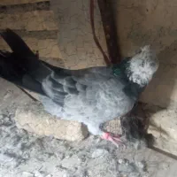 پرشی معاوزه