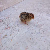 بلدرچین|حراج|زابل, |دیوار