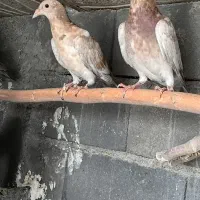 کوهی