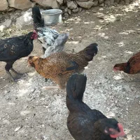 مرغ