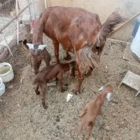 بز مری  زاییده  دوقلوزا