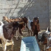بز پاکستانی  بزغاله بز ابستن|حیوانات مزرعه|مشهد, باغ فراگرد|دیوار