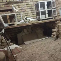 چهار جفت کبوتر طوقی اصل همدان