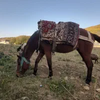 اسب ۷ساله سالم