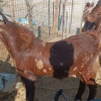 بره وبزغاله چاق و چله|حیوانات مزرعه|زاهدان, |دیوار