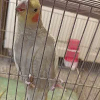 یه جفت عروس هلندی