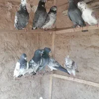 نروماده