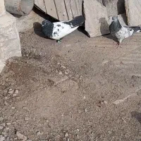 کله|پرنده|شیروان (خراسان), |دیوار