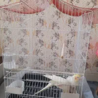 یک جفت عروس هلندی