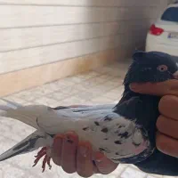 کبوترکله سیاه