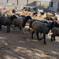 میش|حیوانات مزرعه|شهرضا, |دیوار