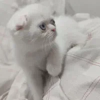 گربه اسکاتیش و پرشین|گربه|گنبد کاووس, |دیوار