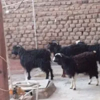 دوتاکهره یک سال چتی ودوتاکهره کله سفید۶ماه|حیوانات مزرعه|زاهدان, |دیوار