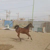 کره ماده کهر