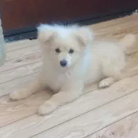 سگ نر
